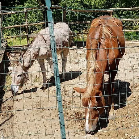 Agriturismo Ricciardelli * Contrada (Campania)